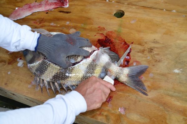 Cleaning%20sheepshead