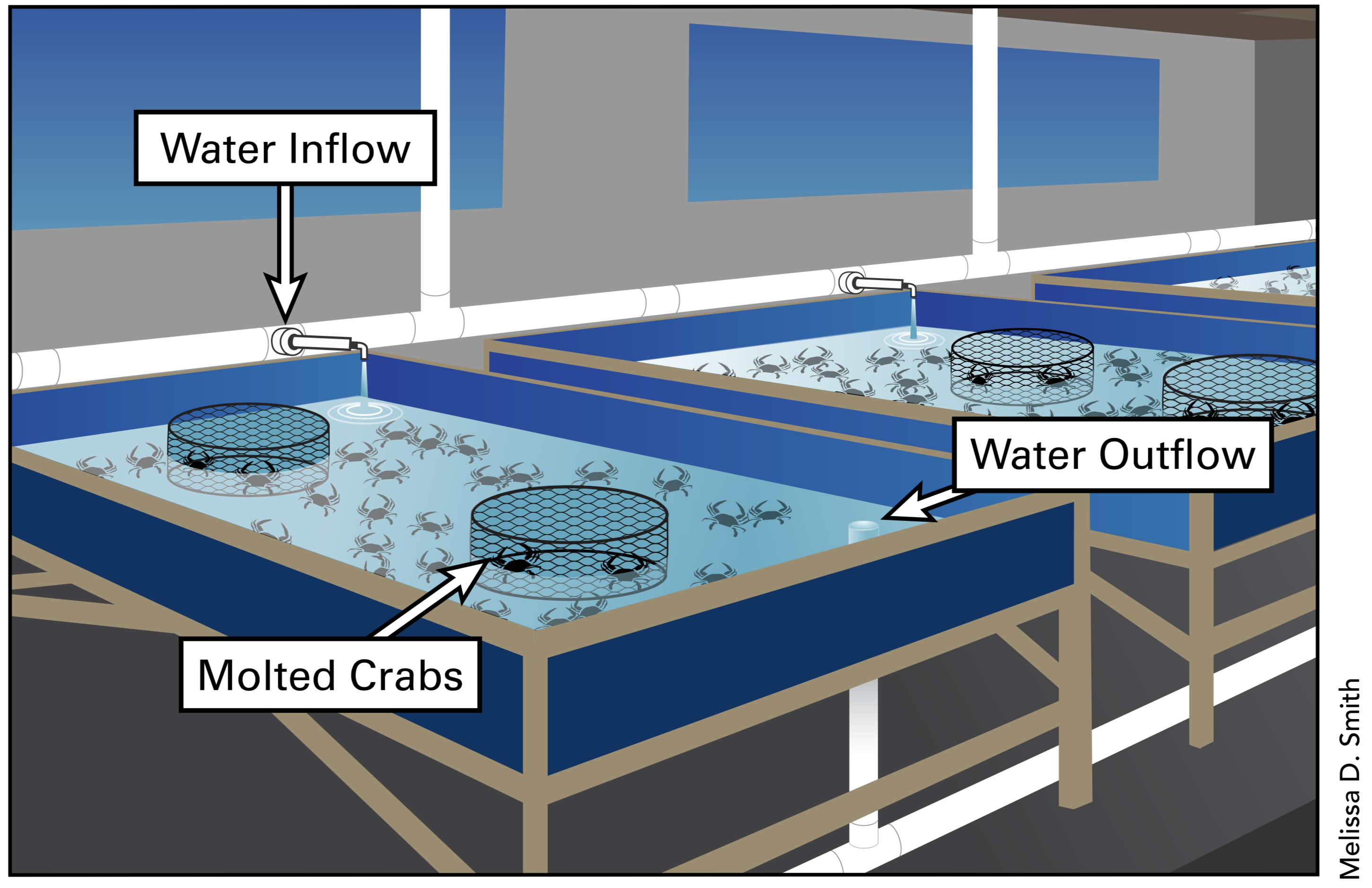 Mlp 4 soft shell crab recirculating system cropped 1 e1568810514824