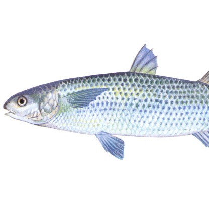 Striped mullet 0